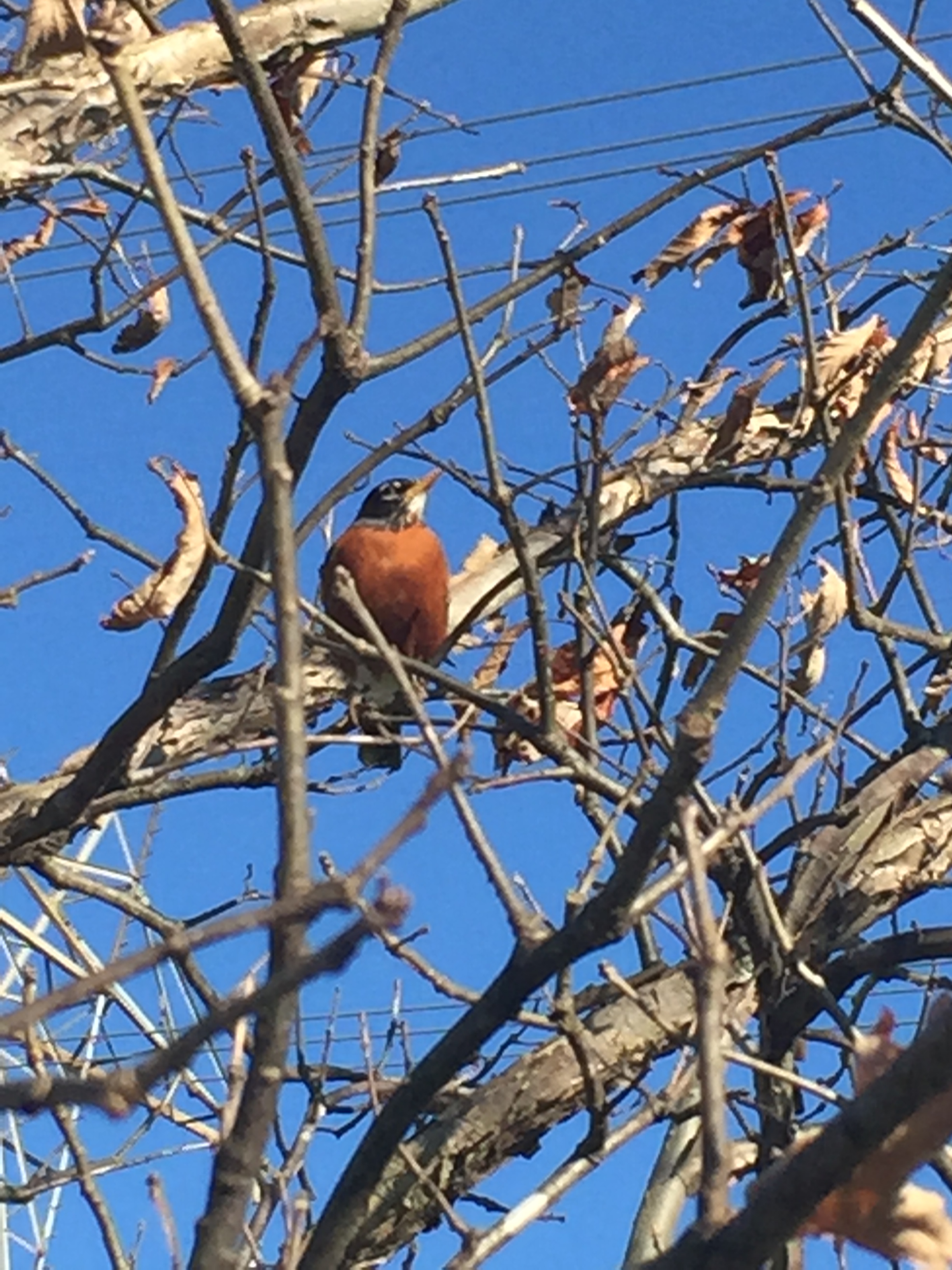 Robin Sign of Spring Brenda Flowers