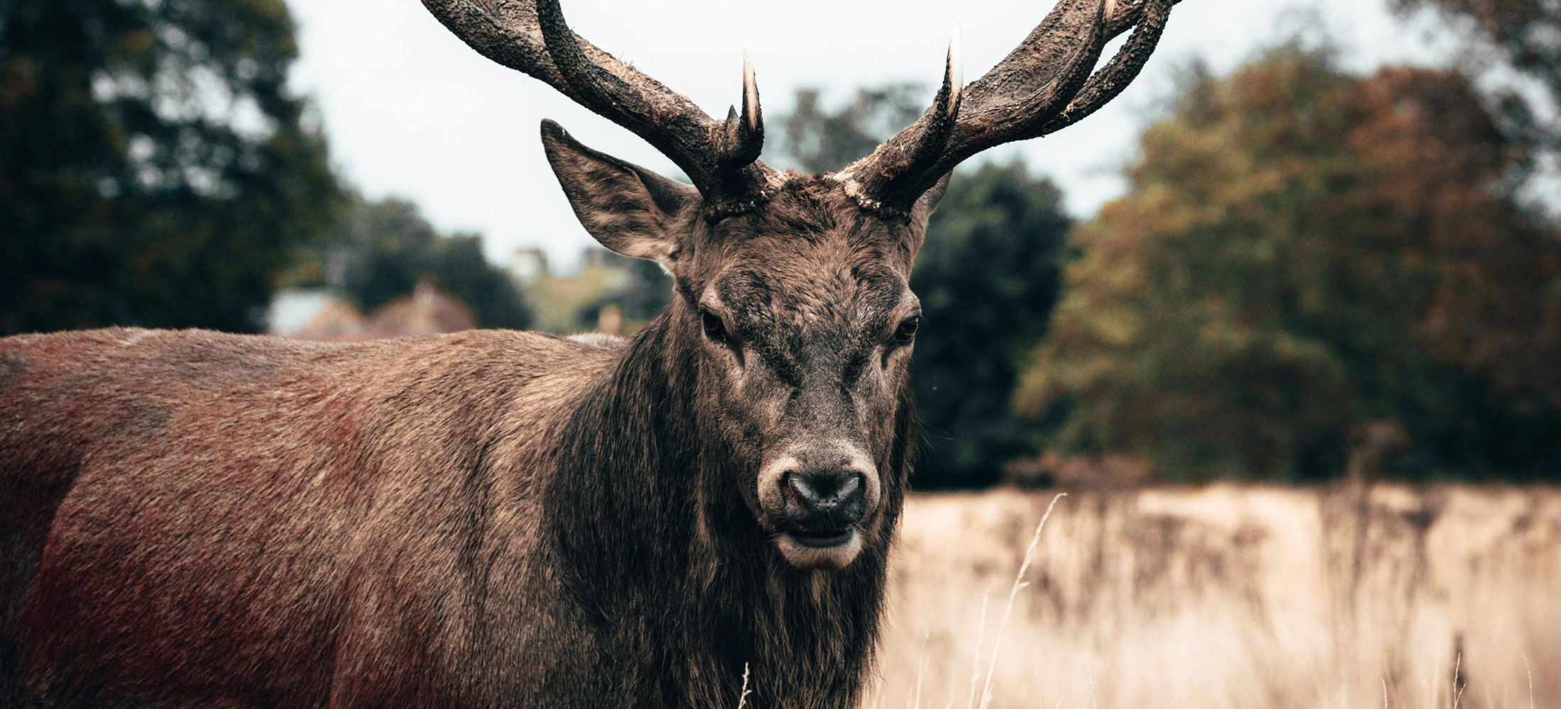 Downloads BRENNEKE Ammunition