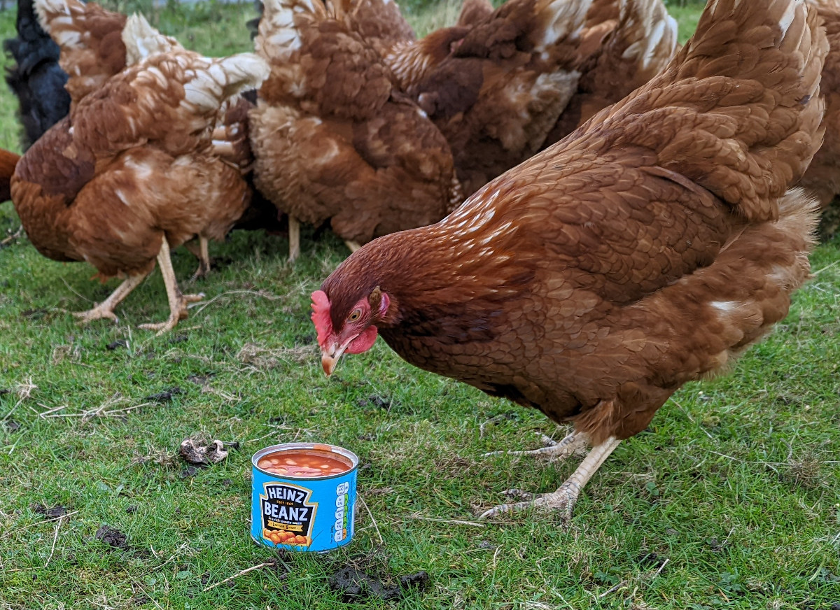 Feeding broiler chickens. Which feeds to use and how long to use them for. Bresse Gauloise