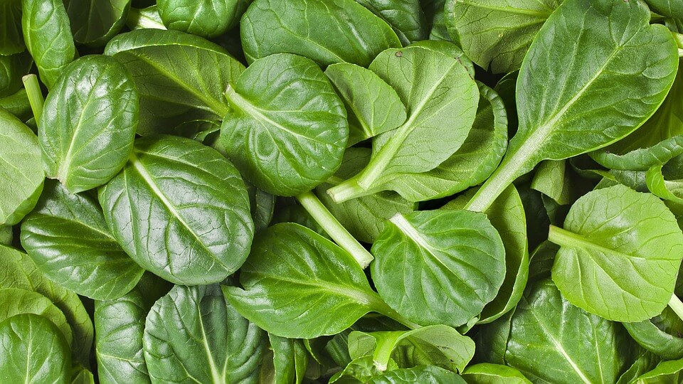 Spinach (Spinacia oleracea) Health Benefits Brett Elliott