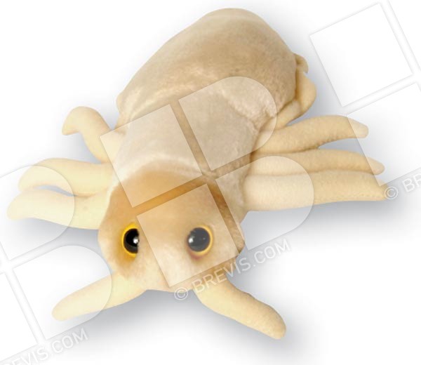 Pediculus capitis Louse (Lice) plush microbe. Brevis