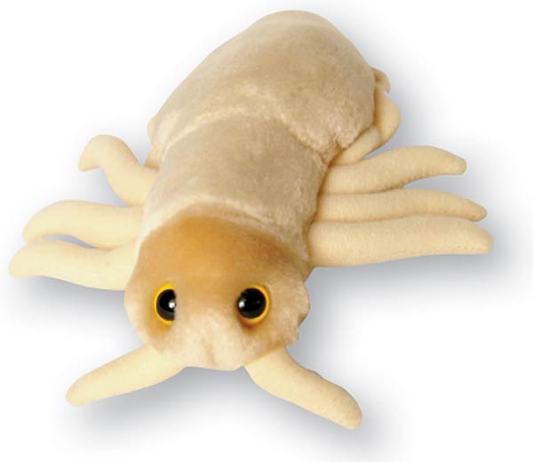 Pediculus capitis Louse (Lice) plush microbe. Brevis