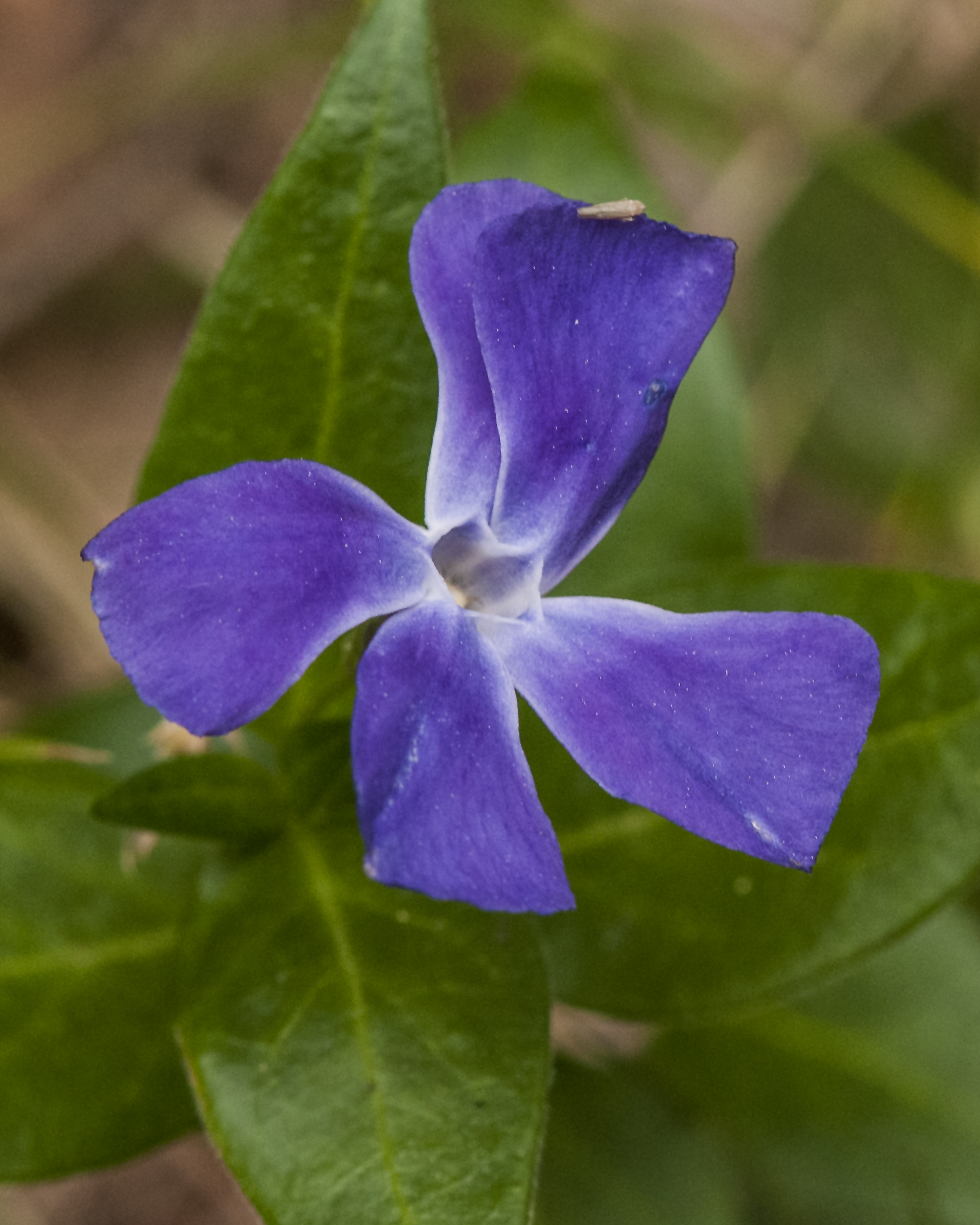 Bigleaf Periwinkle