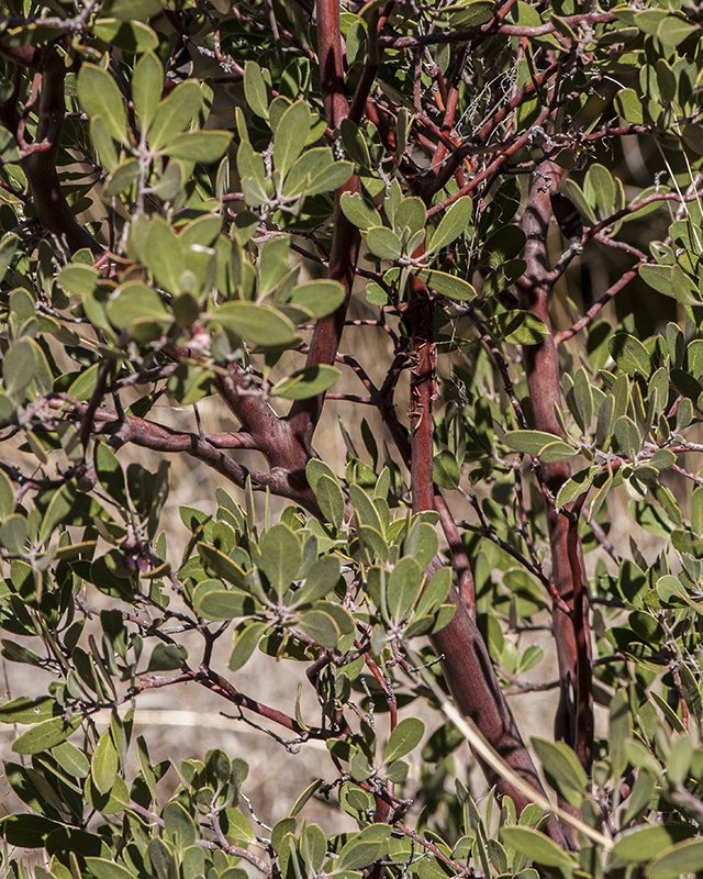 Pointleaf Manzanita