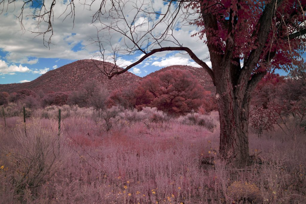 Tree and Foothills, Santa Fe, New Mexico, 2022 BRIAN K. EDWARDS