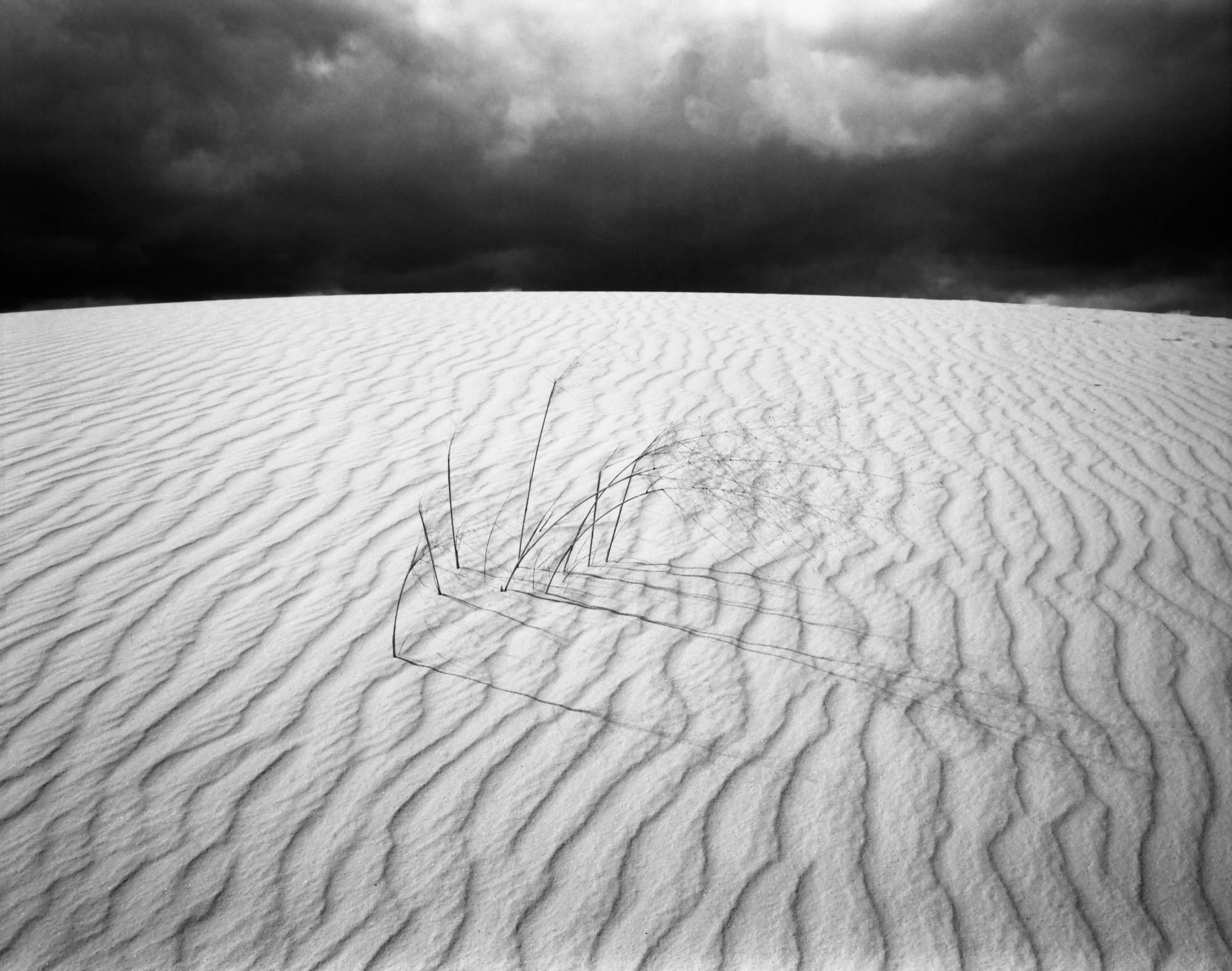 Sandscape with Plant, White Sands, New Mexico, 2006 BRIAN K. EDWARDS PHOTOGRAPHY