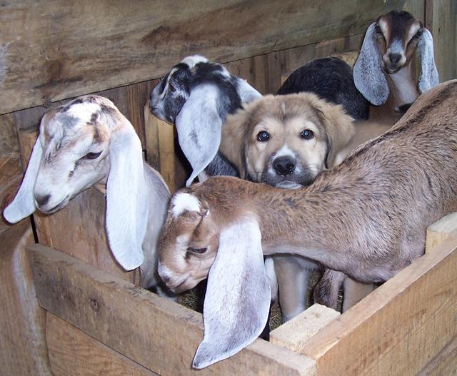 BRIAR MTN FARM AND KENNEL AKC REGISTERED ANATOLIAN SHEPHERD PUPPIES FOR