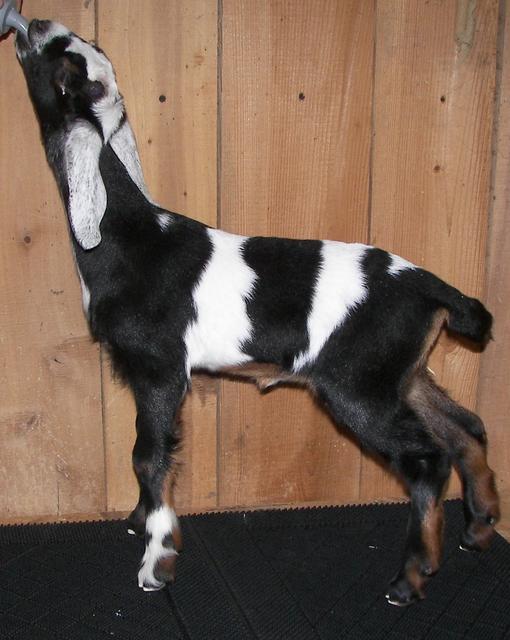 BRIAR MTN FARM NUBIAN DAIRY GOATS ROCKY MOUNT, VIRGINIA, KISMET NUBIANS