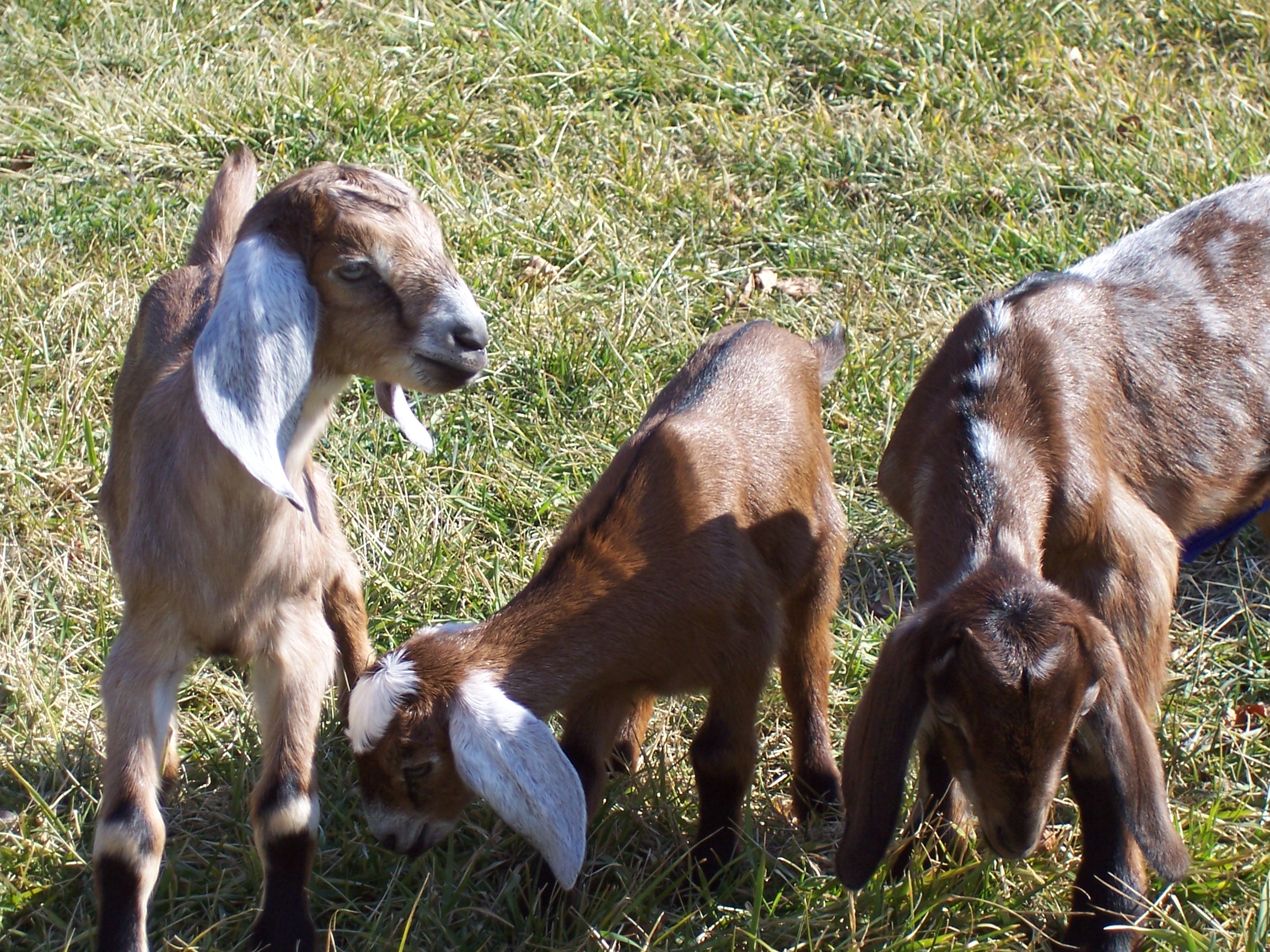 BRIAR MTN FARM NUBIAN DAIRY GOATS ROCKY MOUNT, VIRGINIA 5402630658