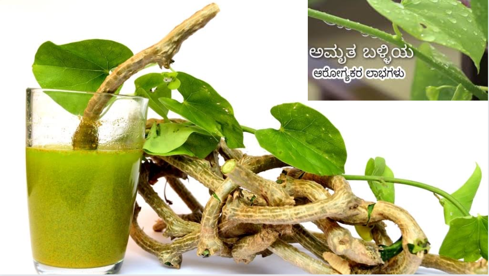 Amrutha Balli Uses In Kannada Giloy In Kannada Bright Cures
