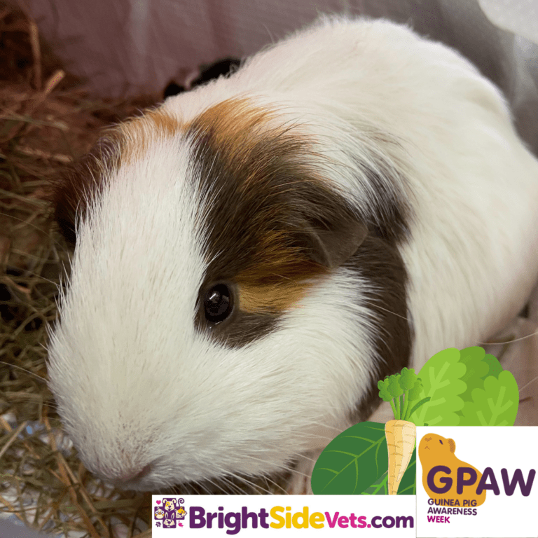 Lexi the Guinea Pig Super Mum! Bright Side VetsBrightside Vets