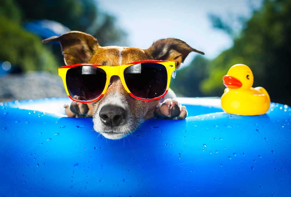 5 Hacks on How To Keep Dogs Cool In Summer BSB