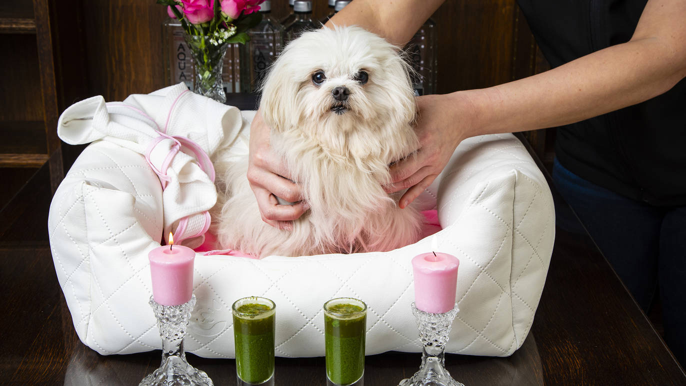 Most Spoiled Dogs In The World You'll Get Jealous Of BSB