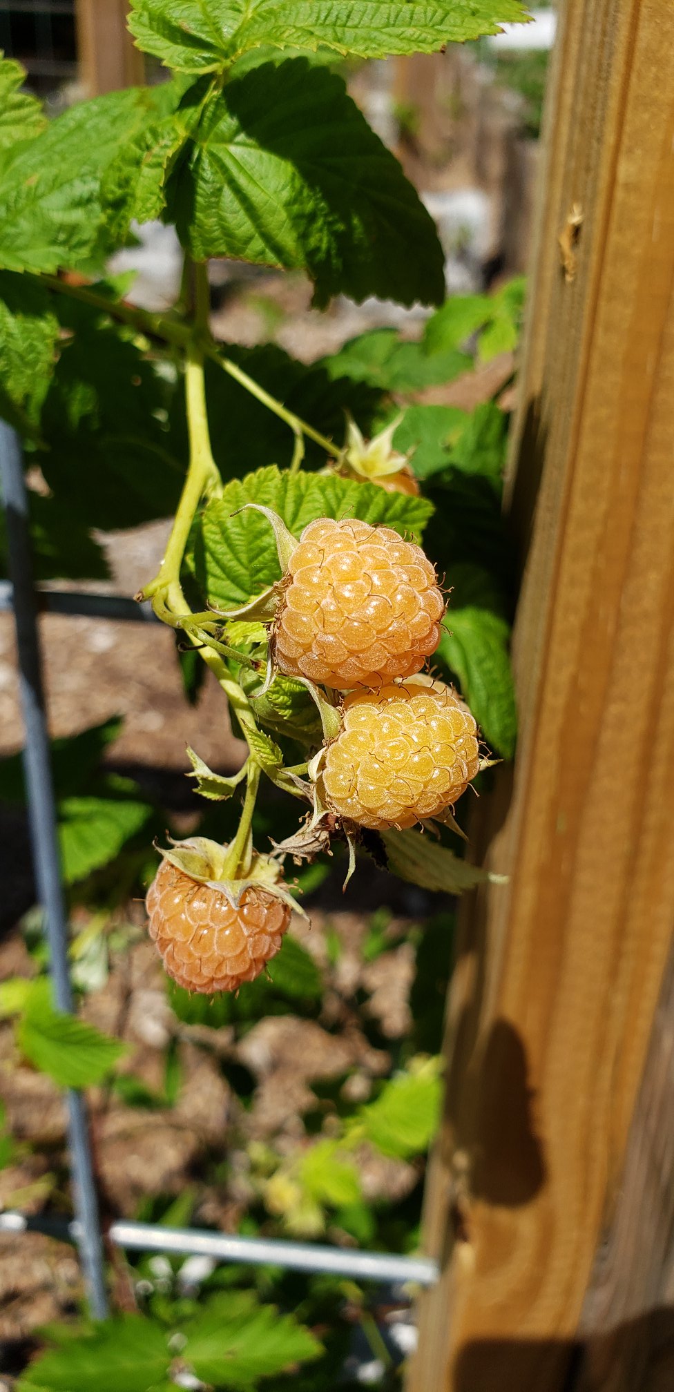 Atlanta creates first free food forest to fight food insecurity
