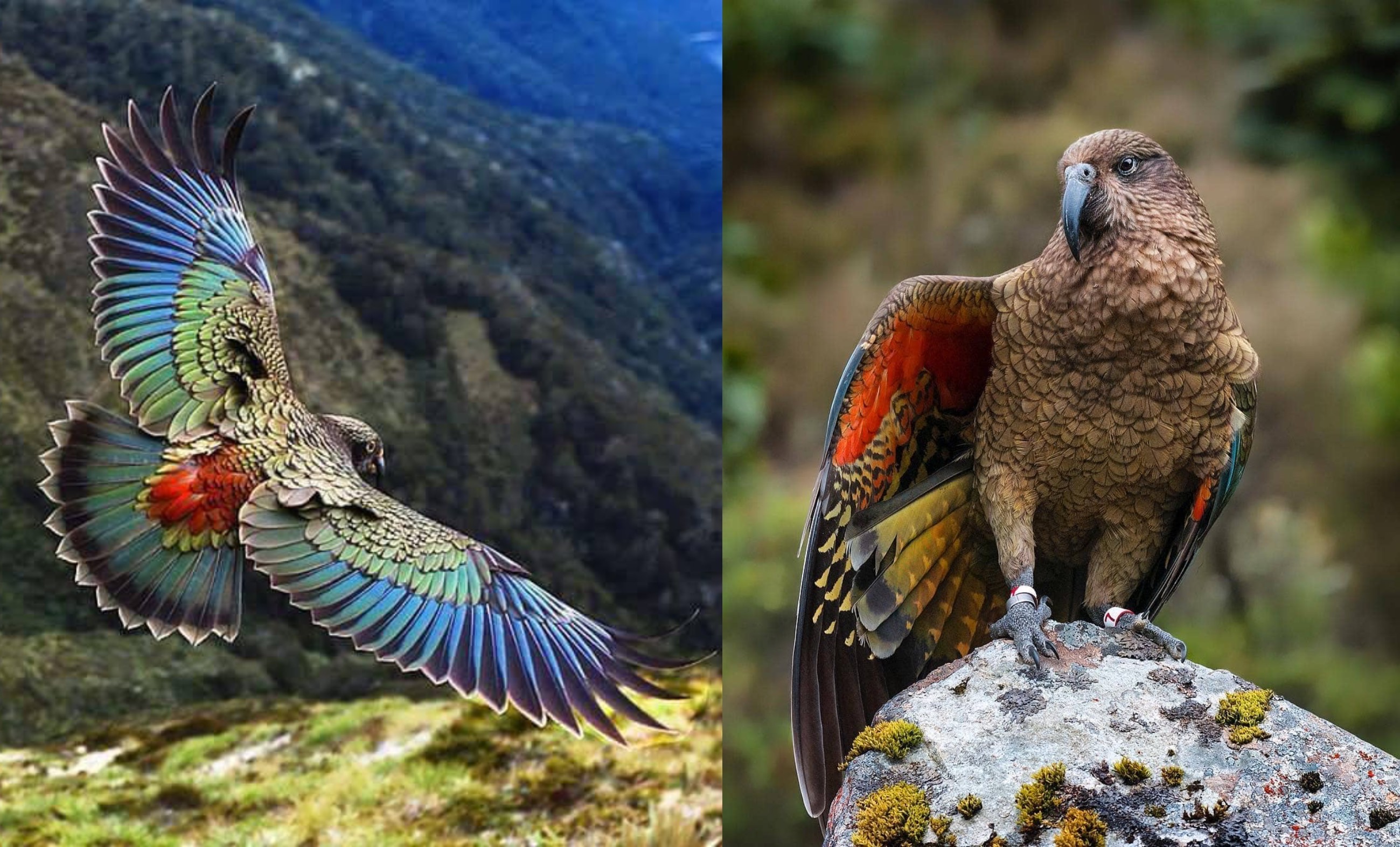 New Zealand’s Kea 8 things you probably didn’t know about these highly