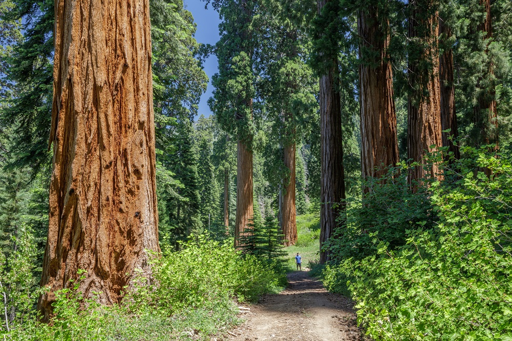 Conservation group to buy world’s largest privately owned giant sequoia