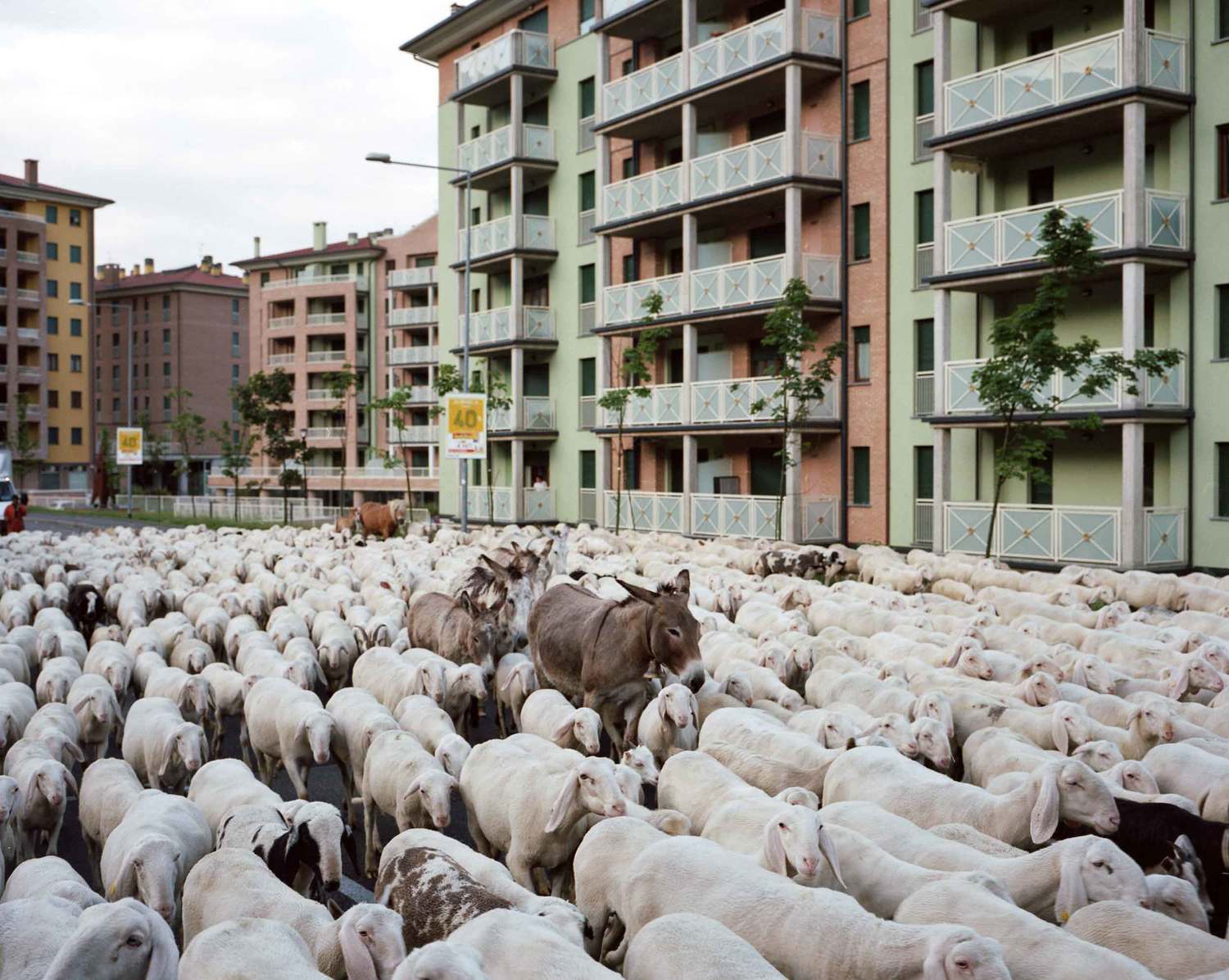 Why Donkeys and mule nannies carry lambs down Italian mountains
