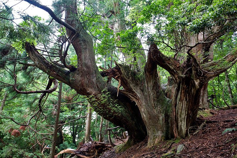 Daisugi the ancient Japanese art of growing trees on top of other