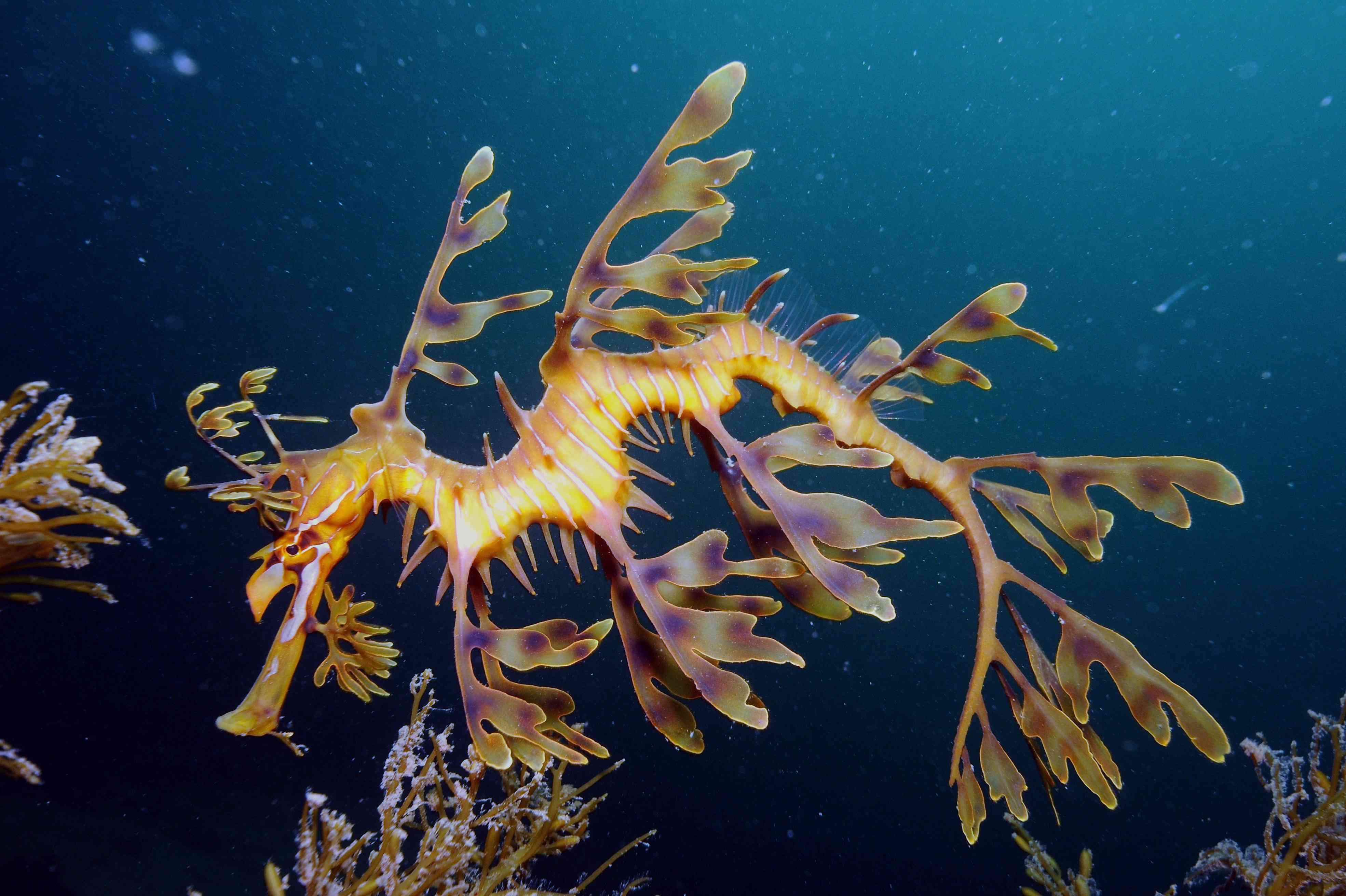 10 unusually beautiful sea creatures BrightVibes