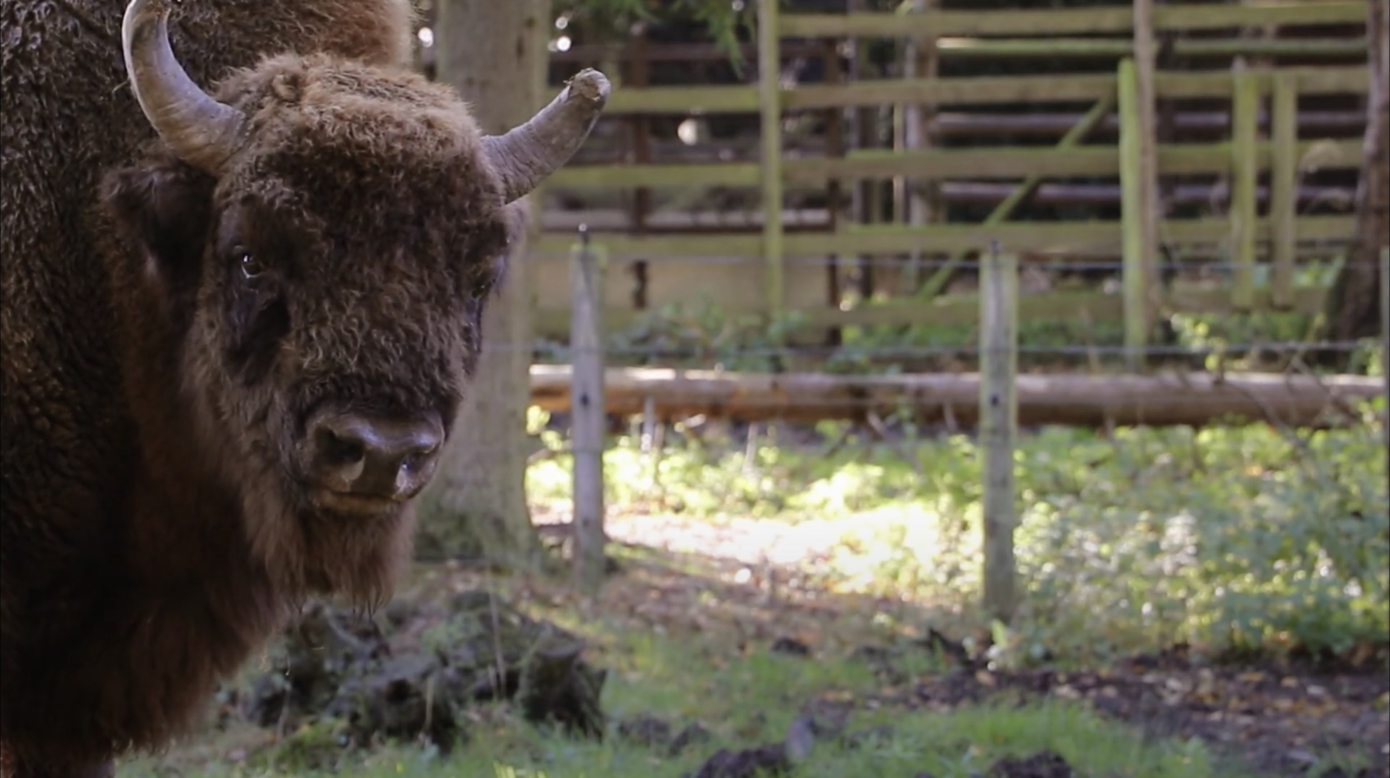 Wild Bison set to Return to England’s Forests after 6,000 Years BrightVibes