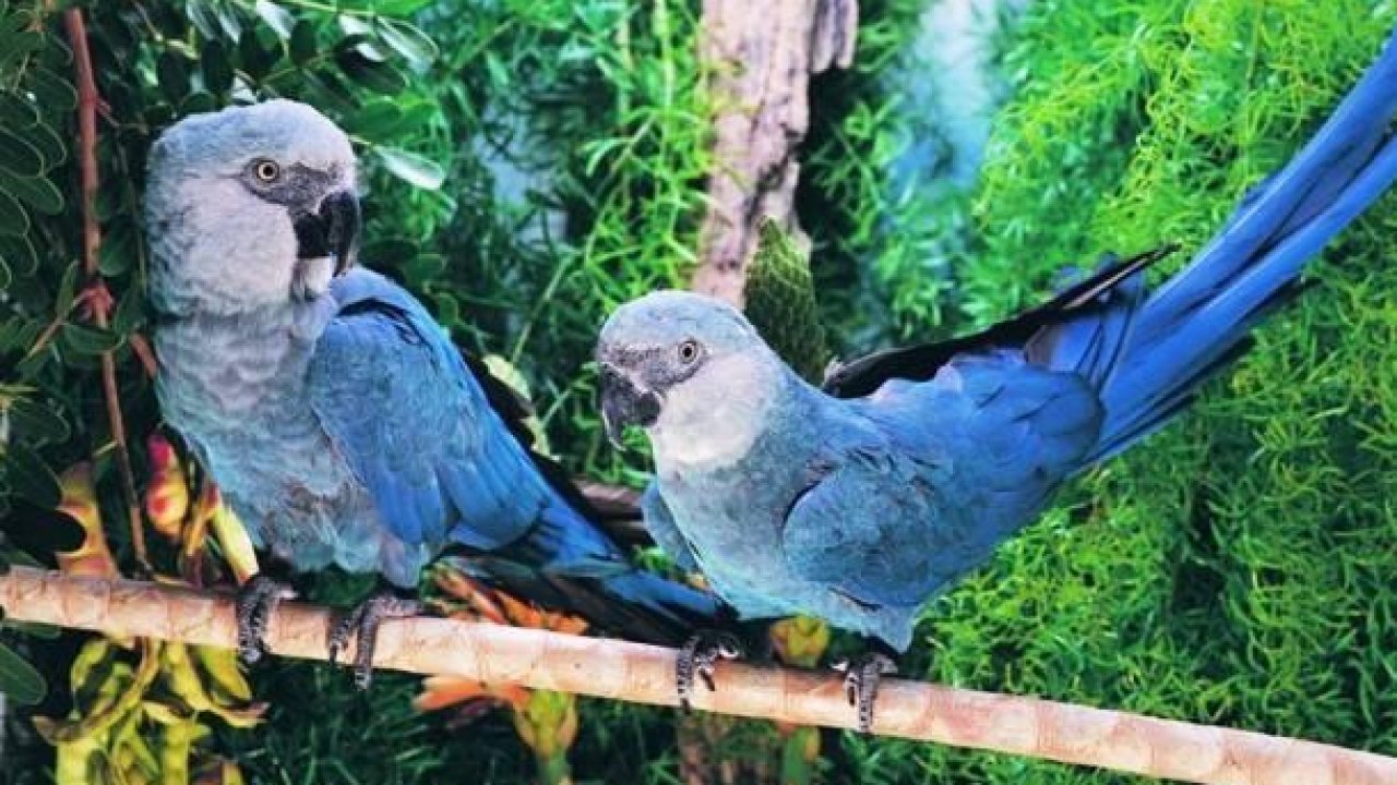 Spix’s macaw—once extinct in the wild—bounces back in Brazil BrightVibes