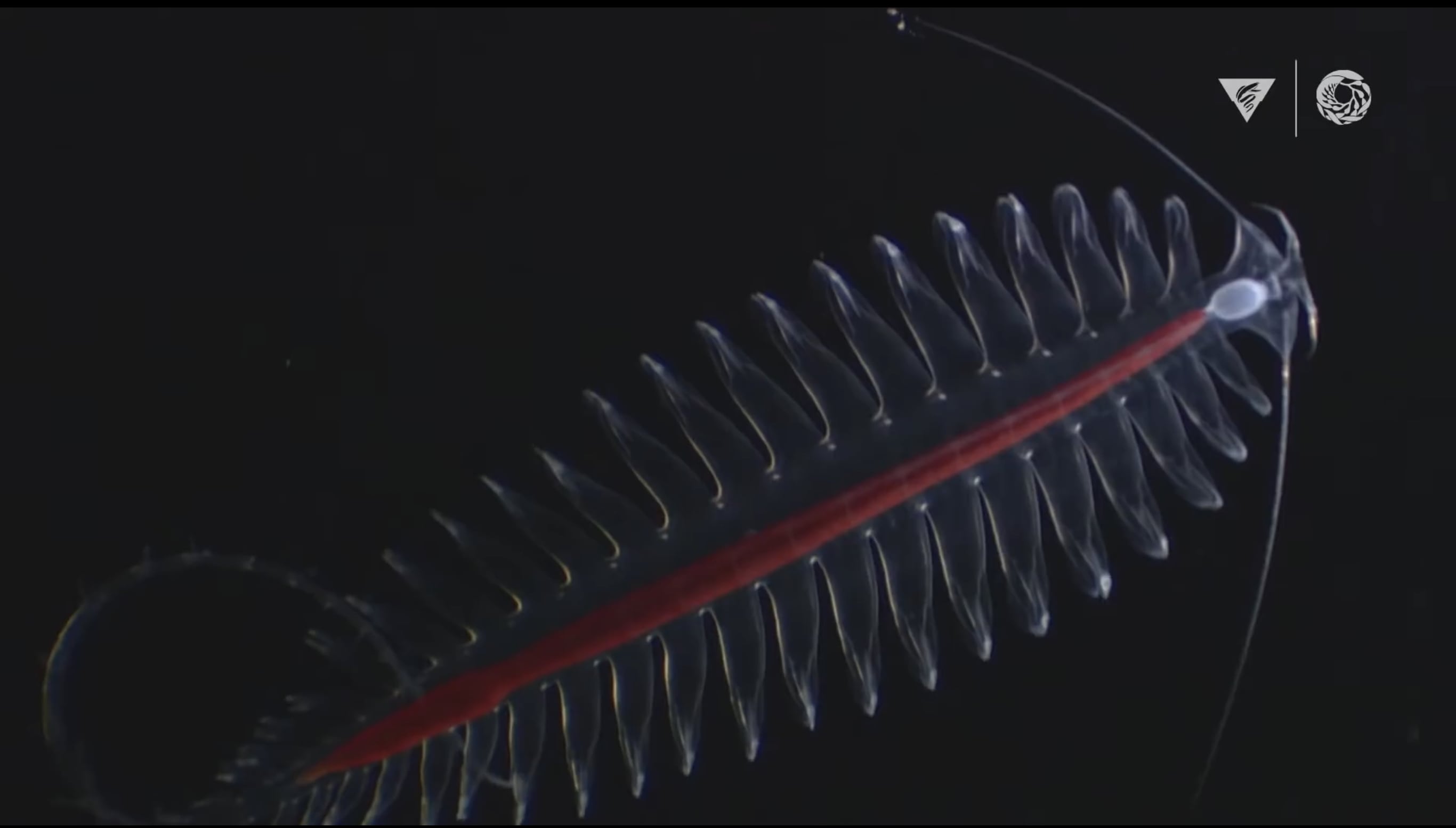 MBARI’s Top 10 weirdest Deepsea Animals BrightVibes