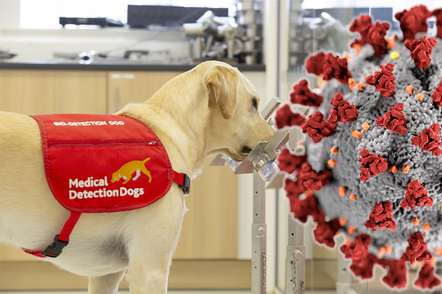 Why Do Dogs Have Cold Wet Noses