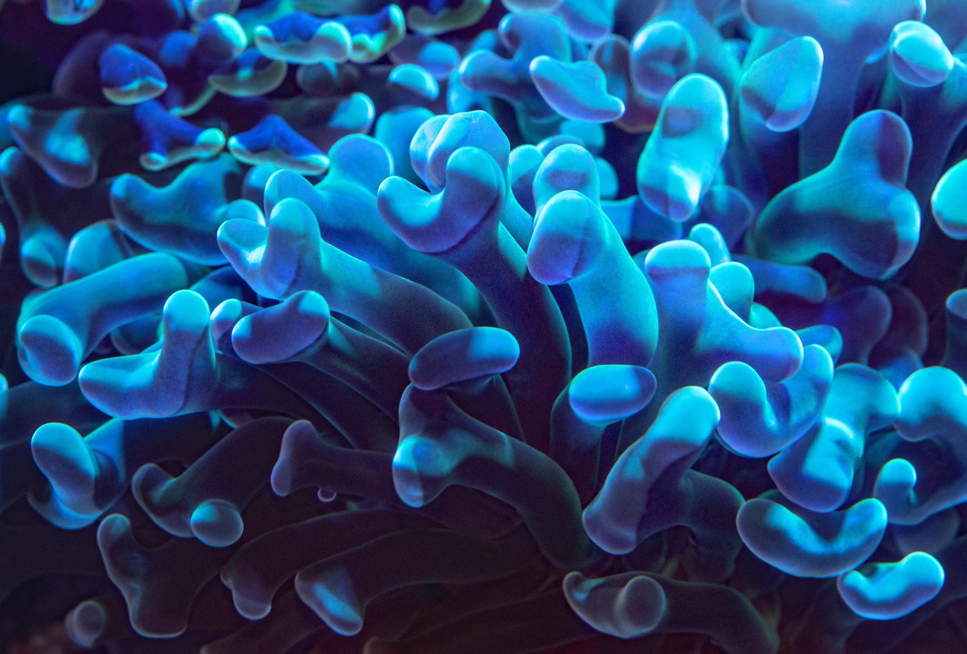 7 surprising REASONS WHY CORALS ARE AWESOME and 7 things you can do to