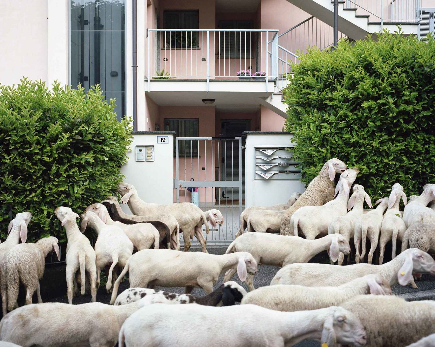 Why Donkeys and mule nannies carry lambs down Italian mountains
