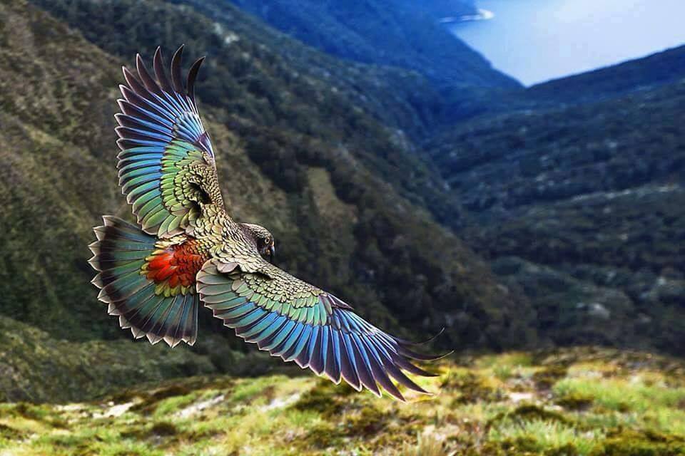 New Zealand’s Kea 8 things you probably didn’t know about these highly