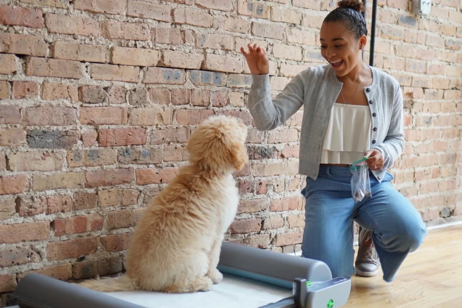 10 Dog Commands Every Puppy Needs To Learn BrilliantPad