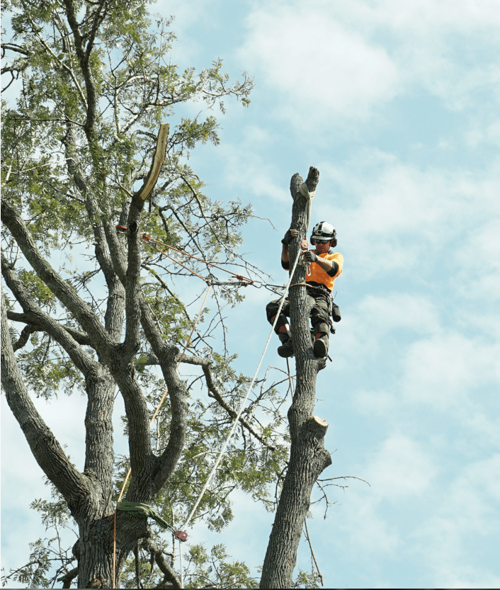 BTE AT WORK Brisbane Tree Experts