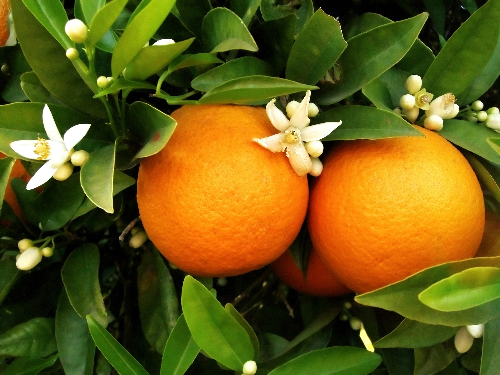 Dwarf Valencia Orange Tree