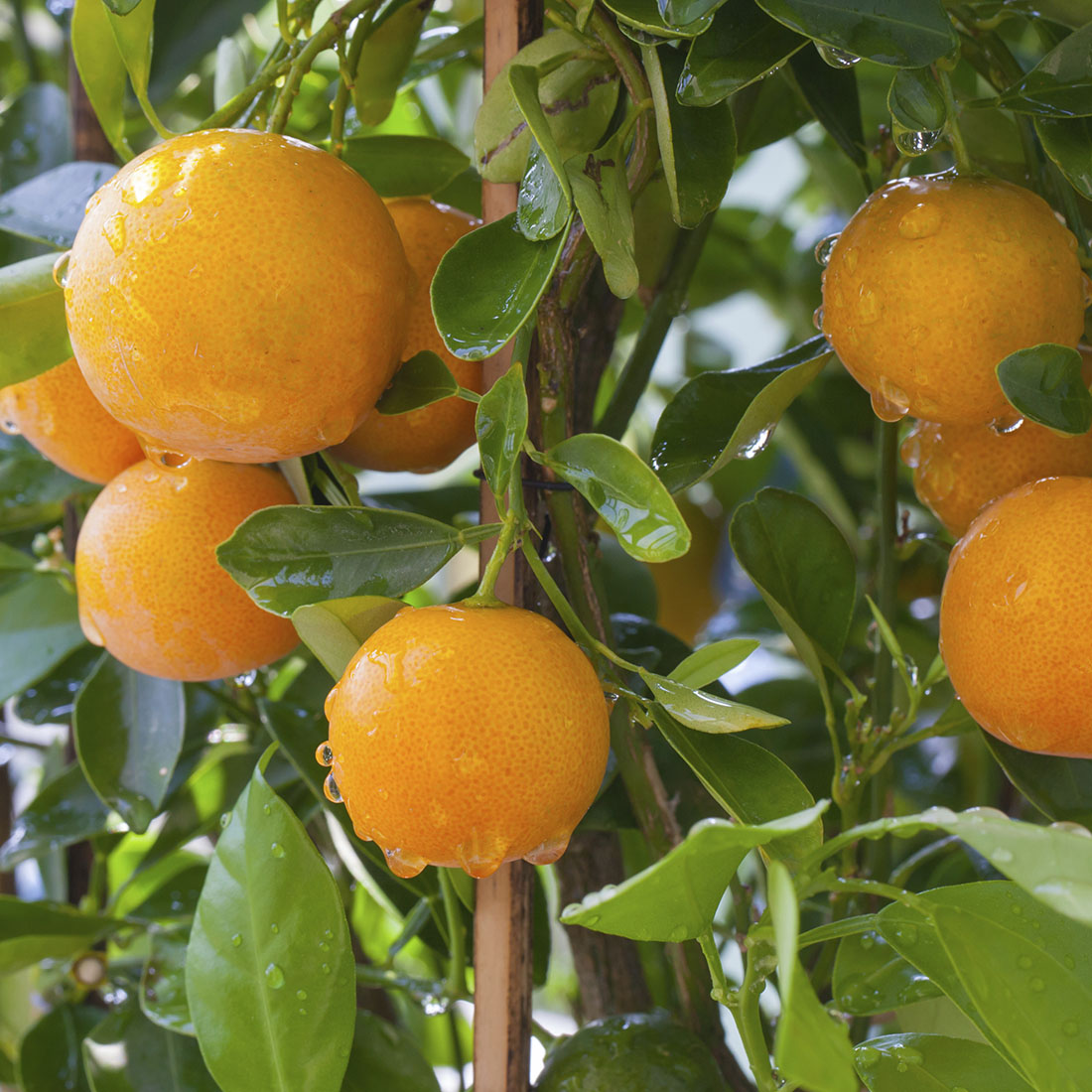 Hamlin Orange Dwarf Brite Leaf Citrus Nursery