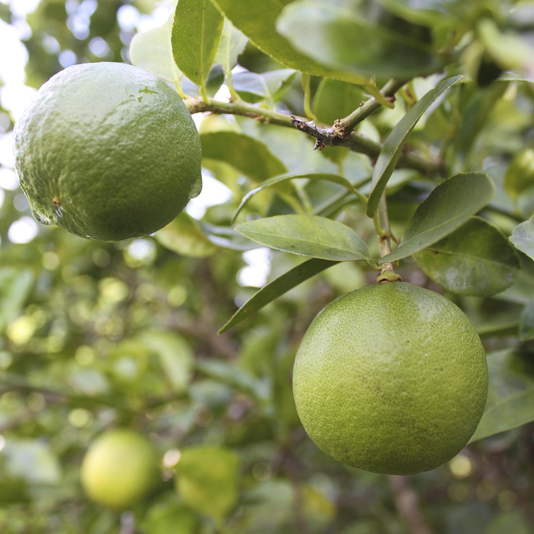 Thornless Key Lime Brite Leaf Citrus Nursery
