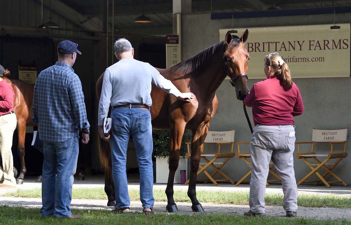 Recordsetting sale for Brittany Farms