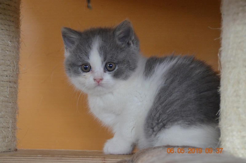 Katzenbabys Weiß The Engineering Internship Cover Letter