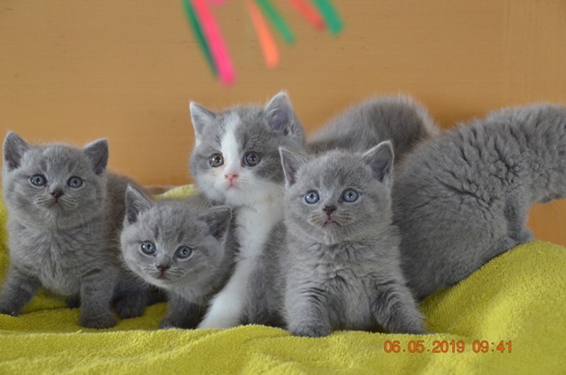 from Sharphill Britisch Kurzhaar Katzen