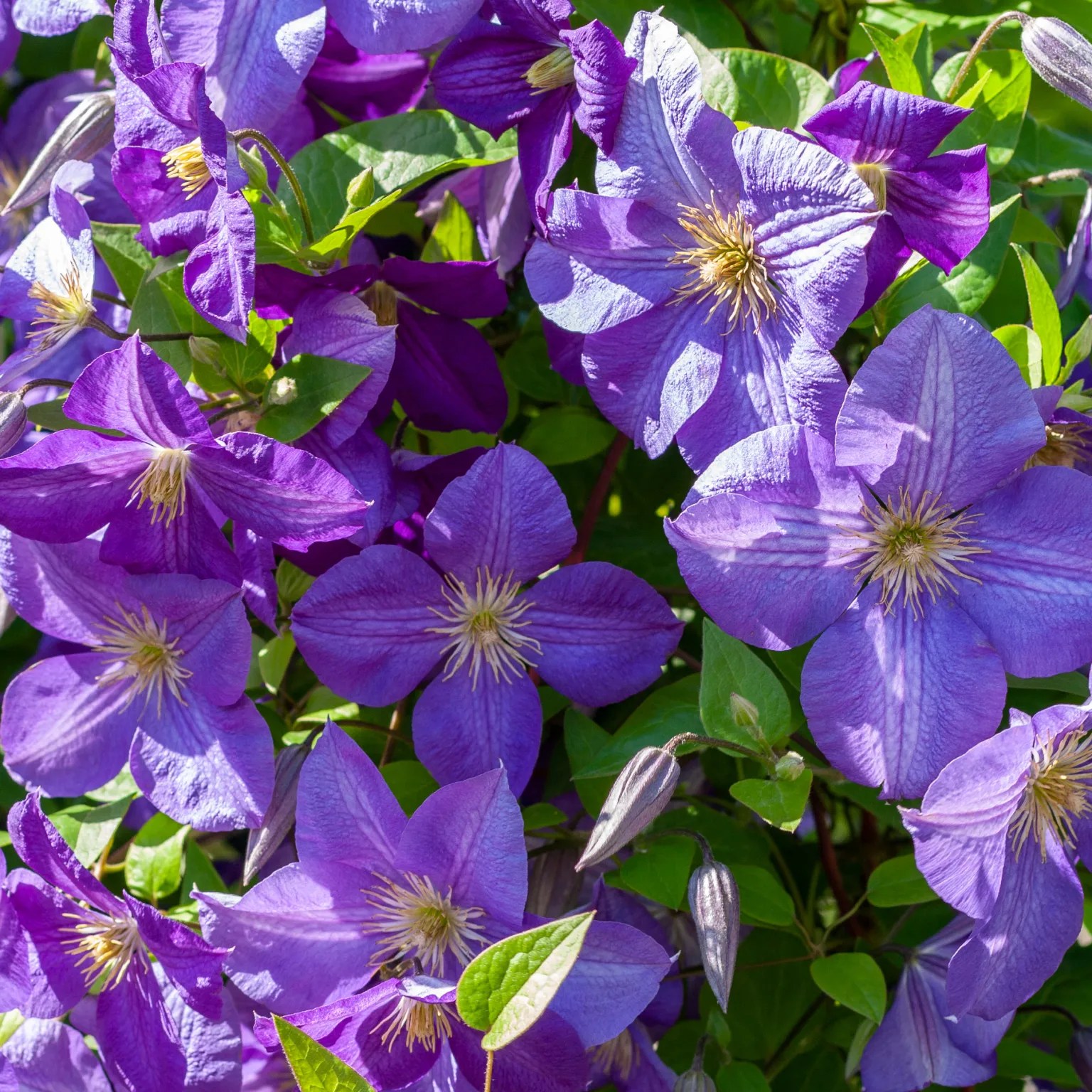 Plants at British Garden Centres