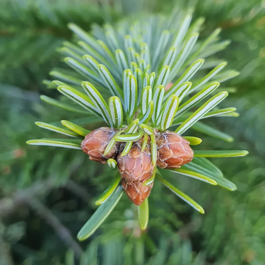 Real Christmas Trees at British Garden Centre | Christmas Shop