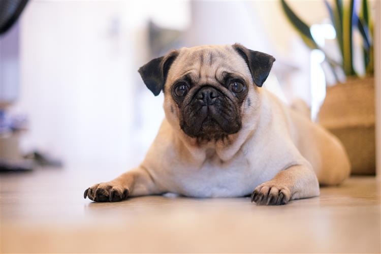 Common Health Issues In Pugs British Pet Insurance