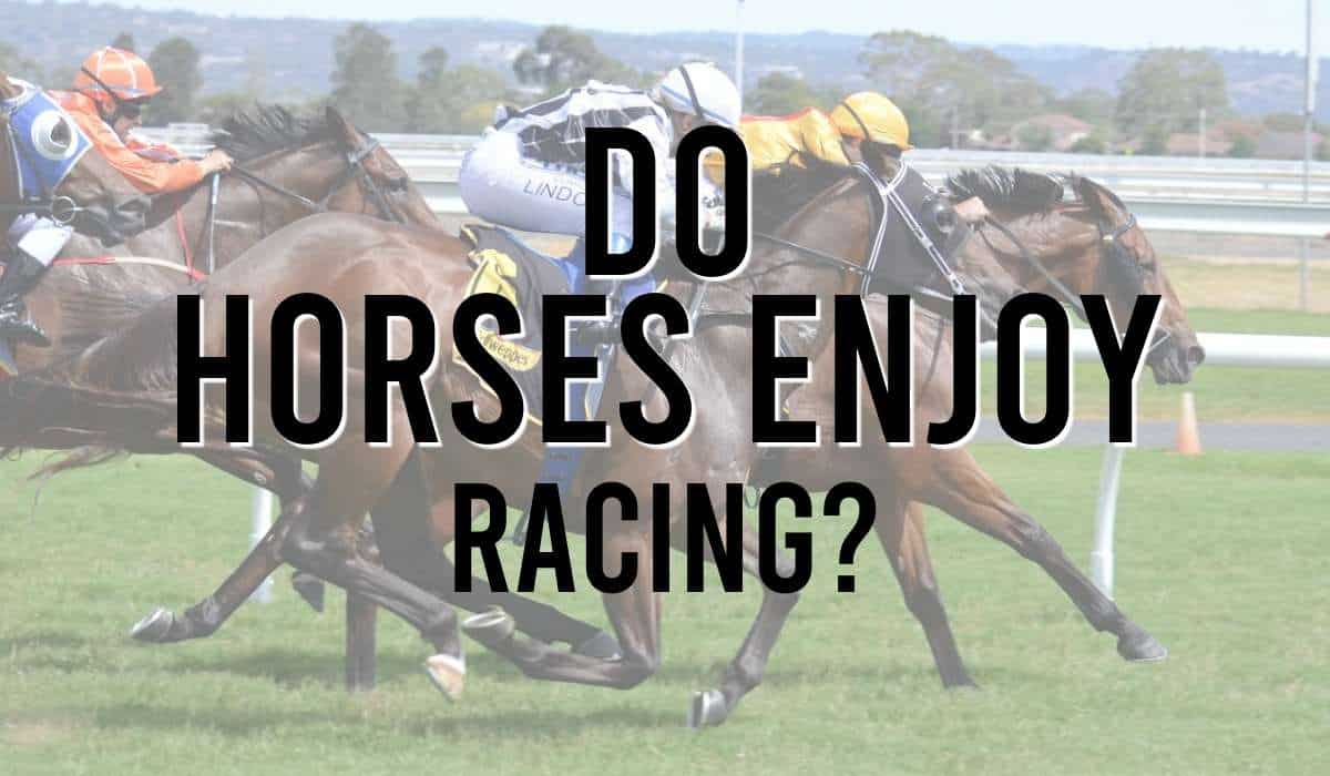 Do Horses Enjoy Racing? British Racecourses