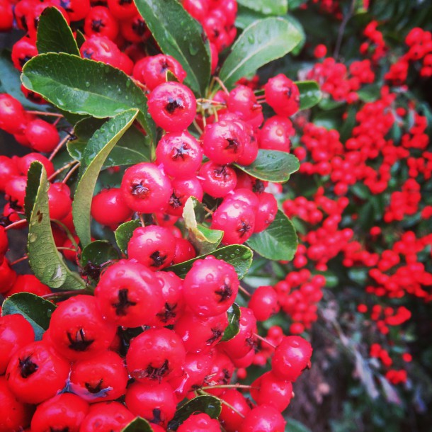 Brixton Flower Watch Firethorn Brixton Blog