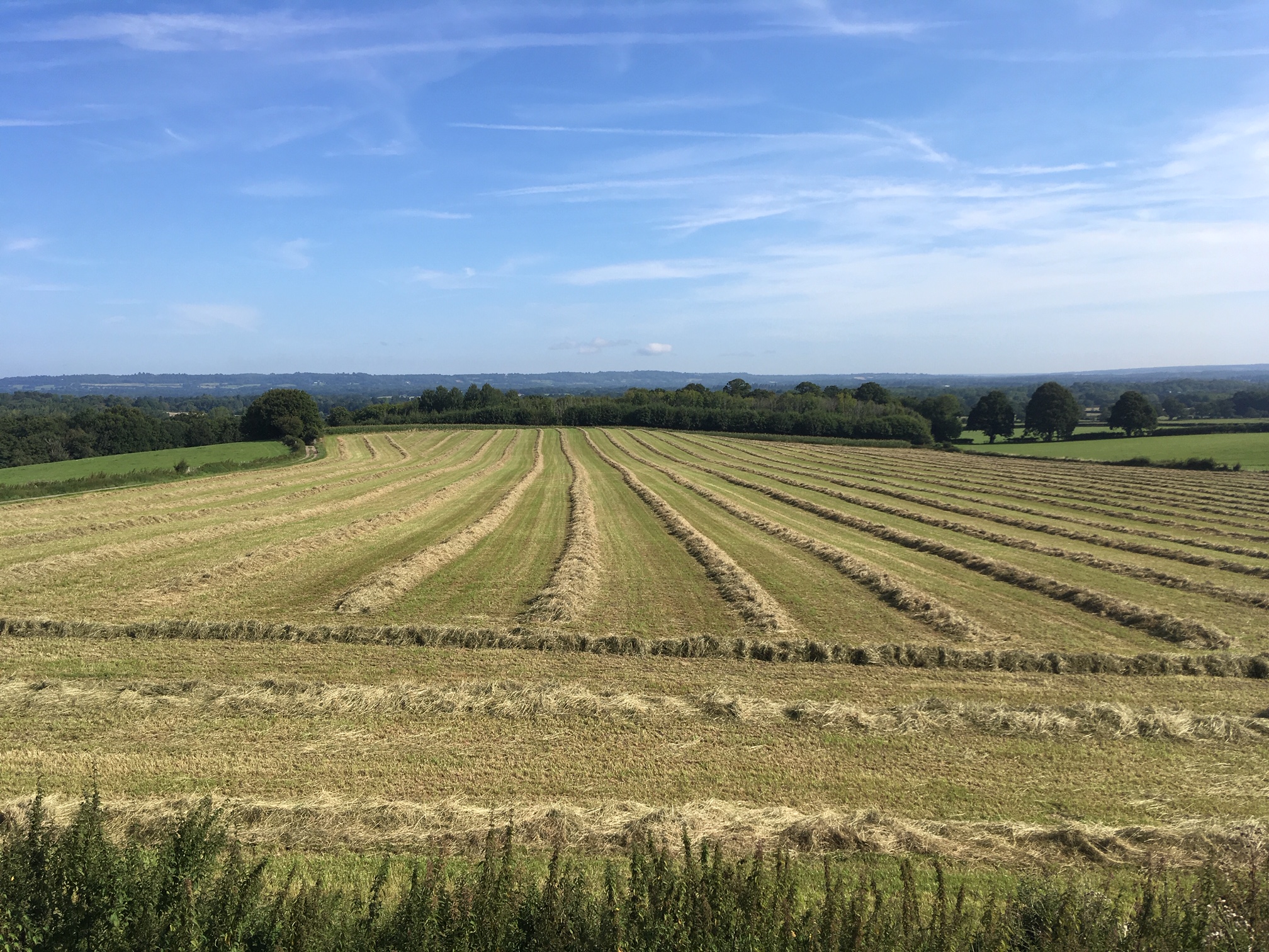 Hay & Haylage for Horses
