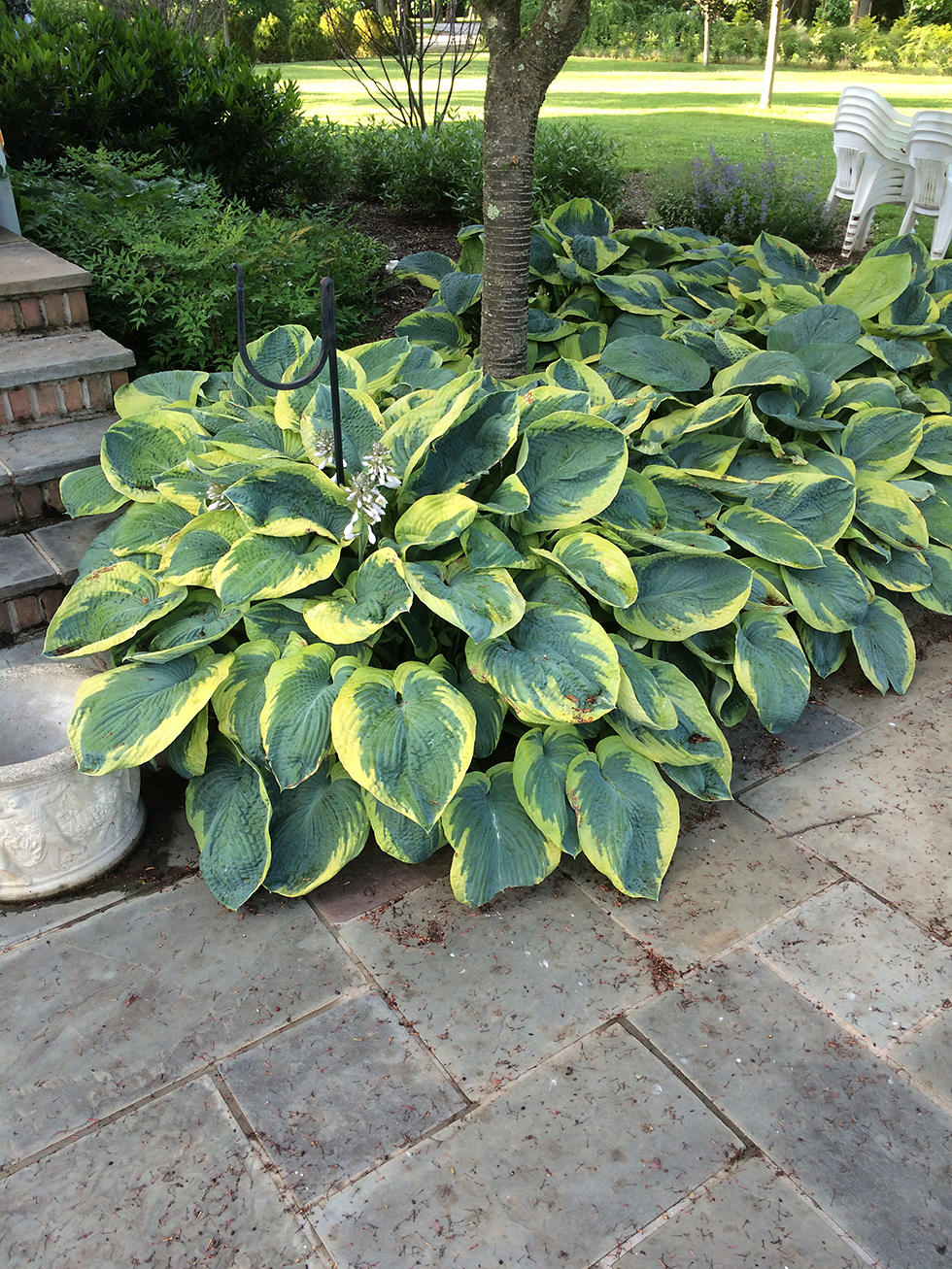 Home Broadleaf Nurseries