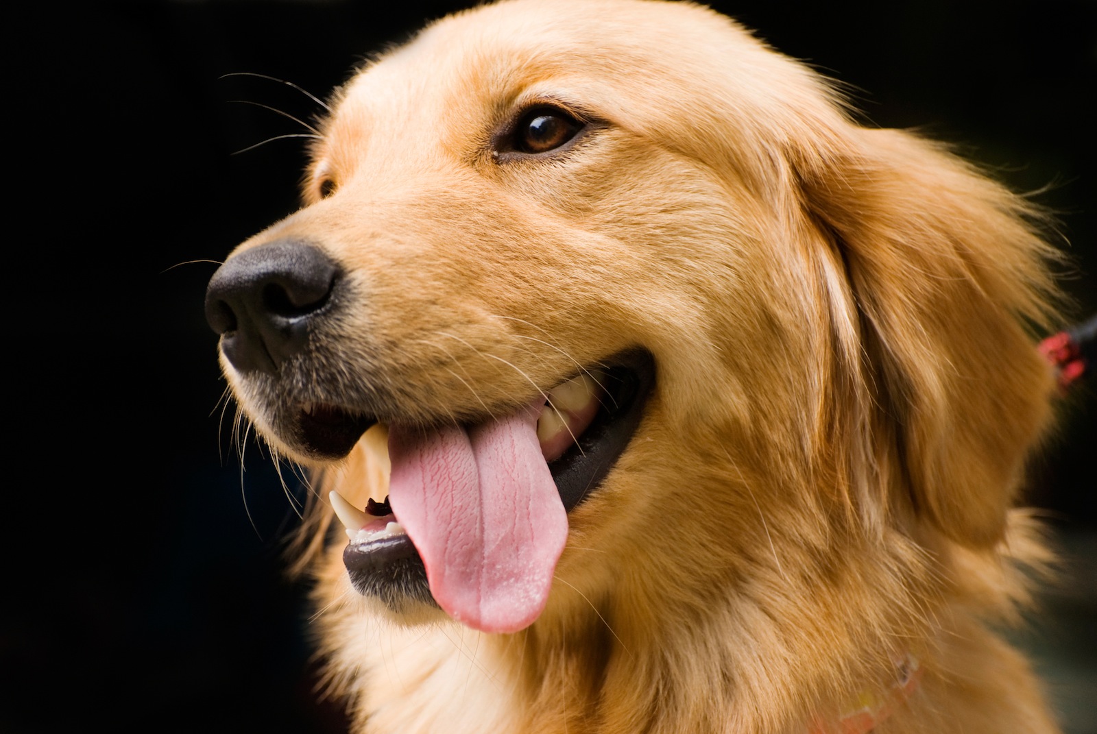Research team seeks Golden Retriever owners for study The Brock News