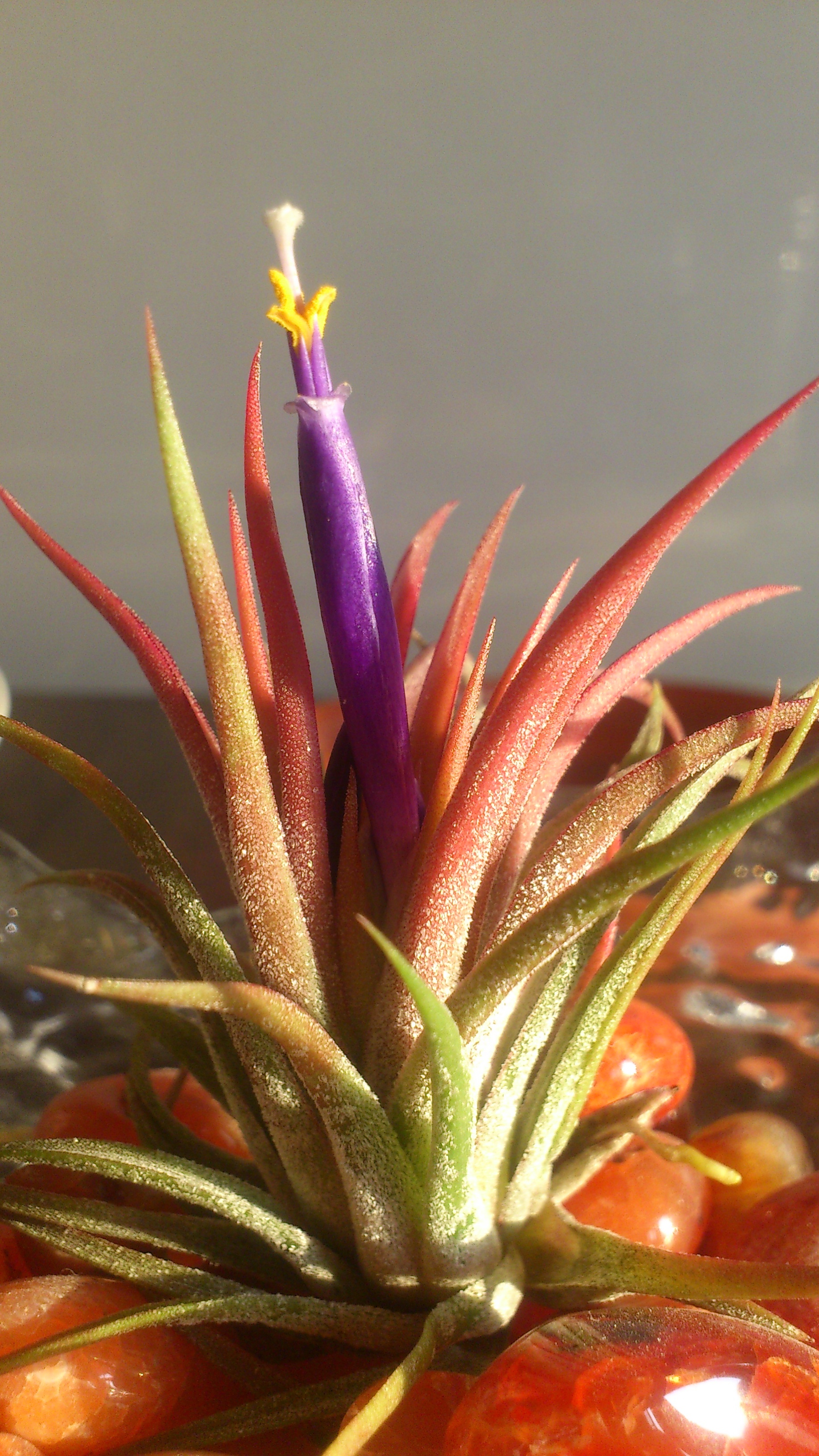 Review Of Tillandsia Varieties For Small Room