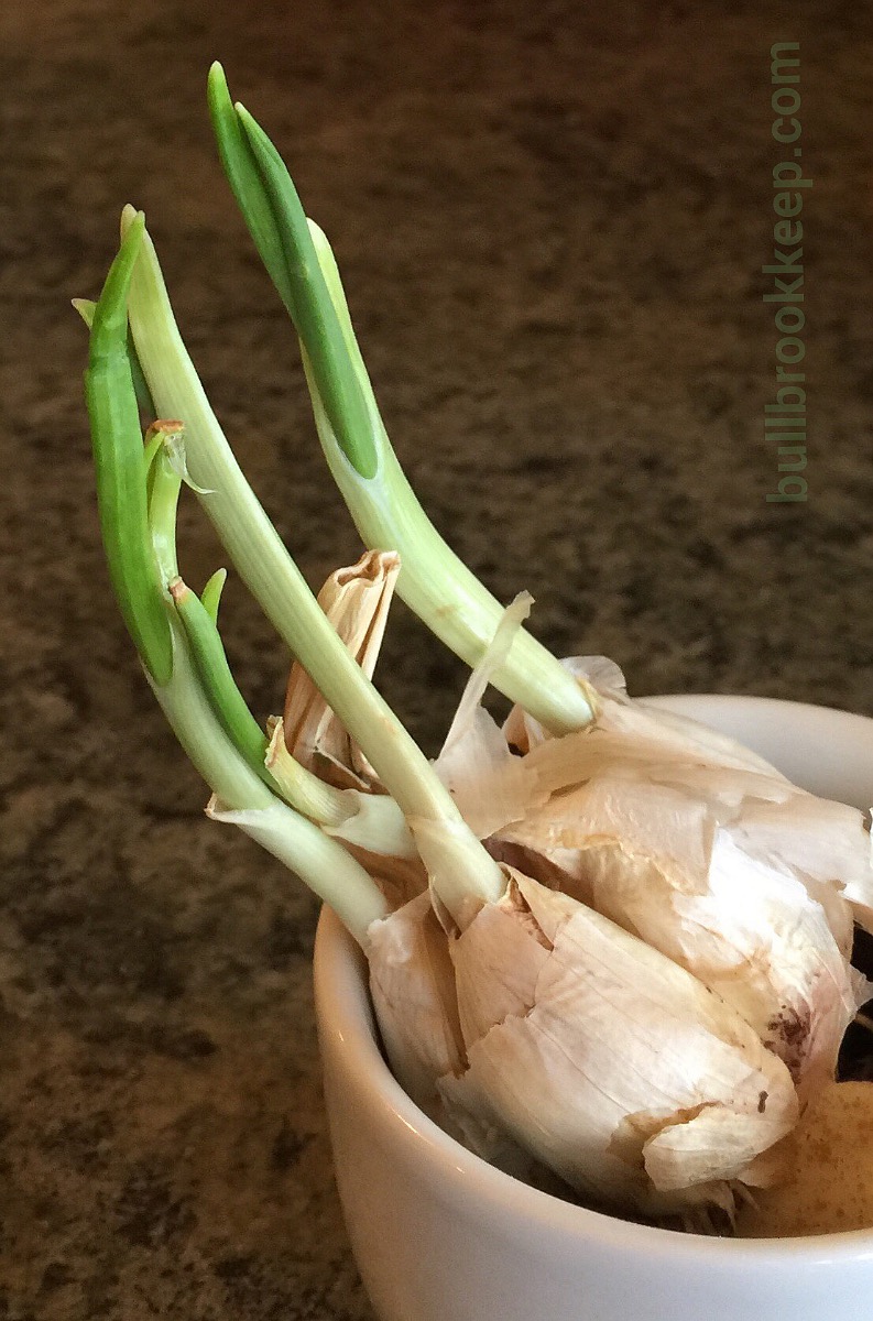 Sprouting garlic From the Bronx to the Barn