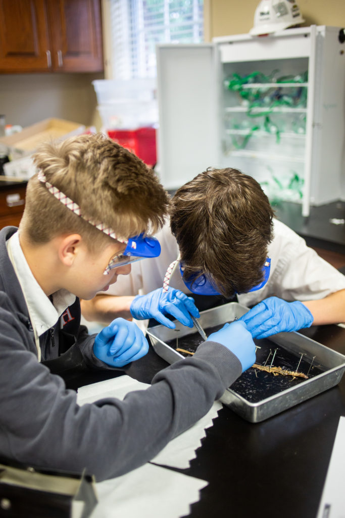 Worm Dissection in Middle School science Brook Hill School Tyler, TX