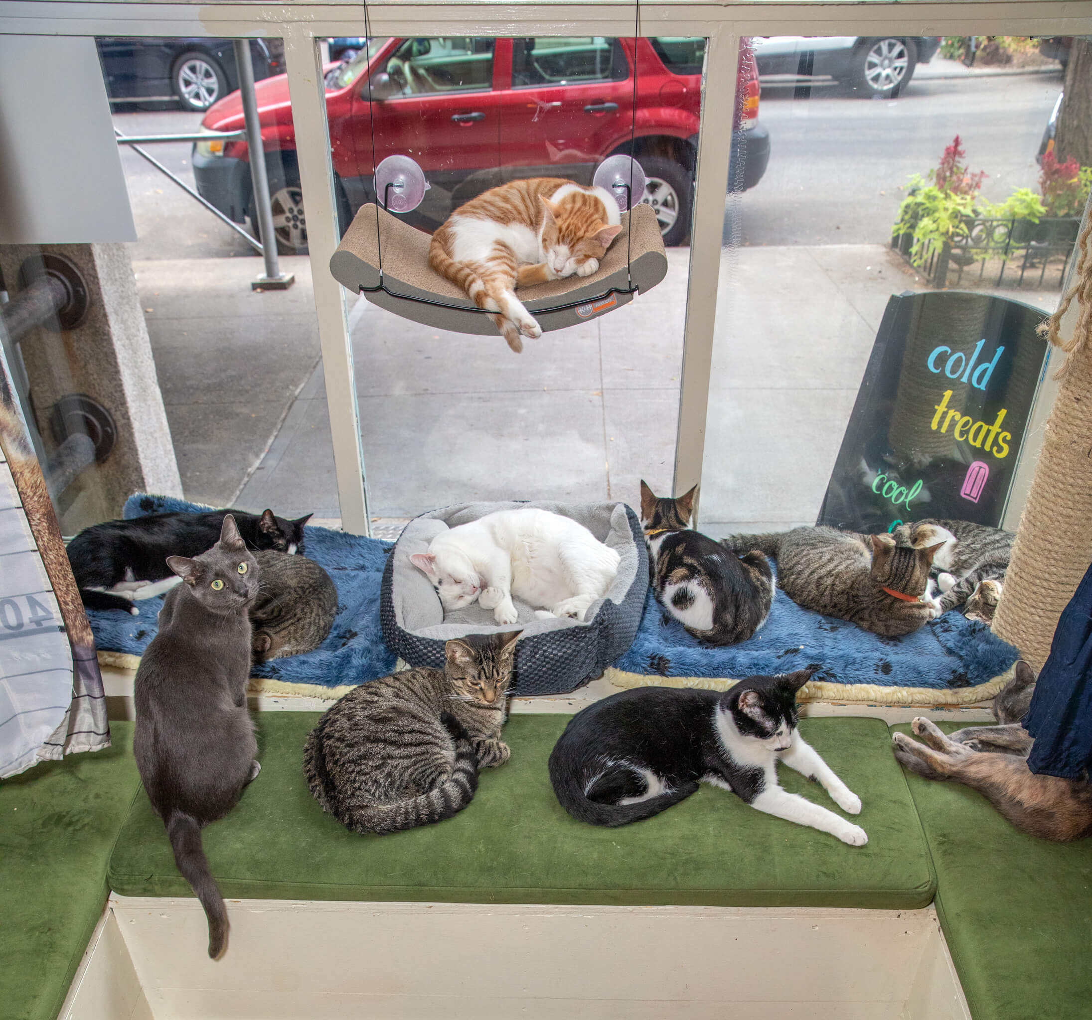 Cats on film Feline Film Festival returns to Brooklyn Cat Café June 10
